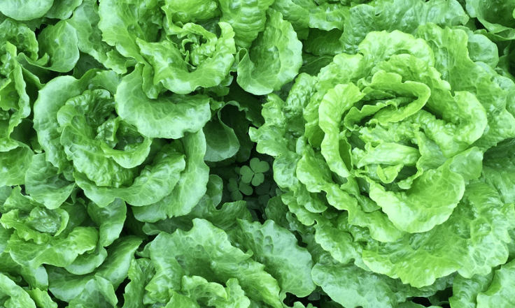 가을에 심는 작물들