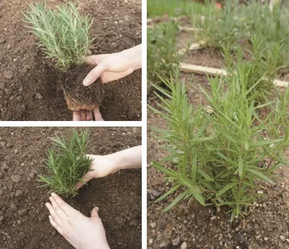 로즈마리 재배 삽목 번식 배수성 좋은 흙 관리_4