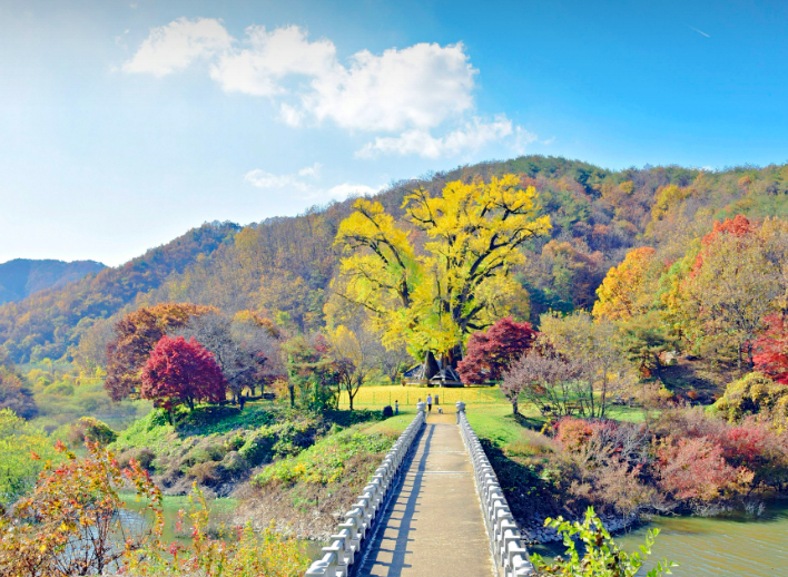 용계리 은행나무 1