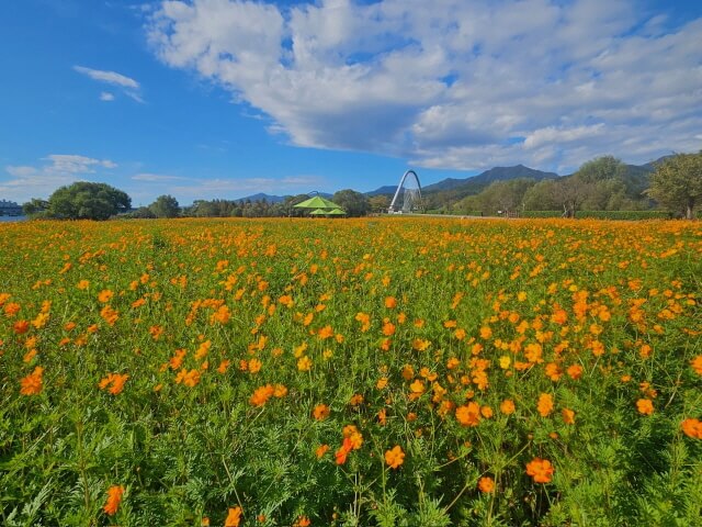 가을엔 강아지와 단풍길 산책! 반려견 동반 명소 총정리