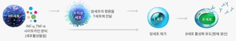 NK세포의 면역세포 활성화 유도 과정 이미지