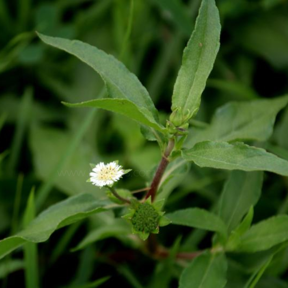 한련초 (예장초)