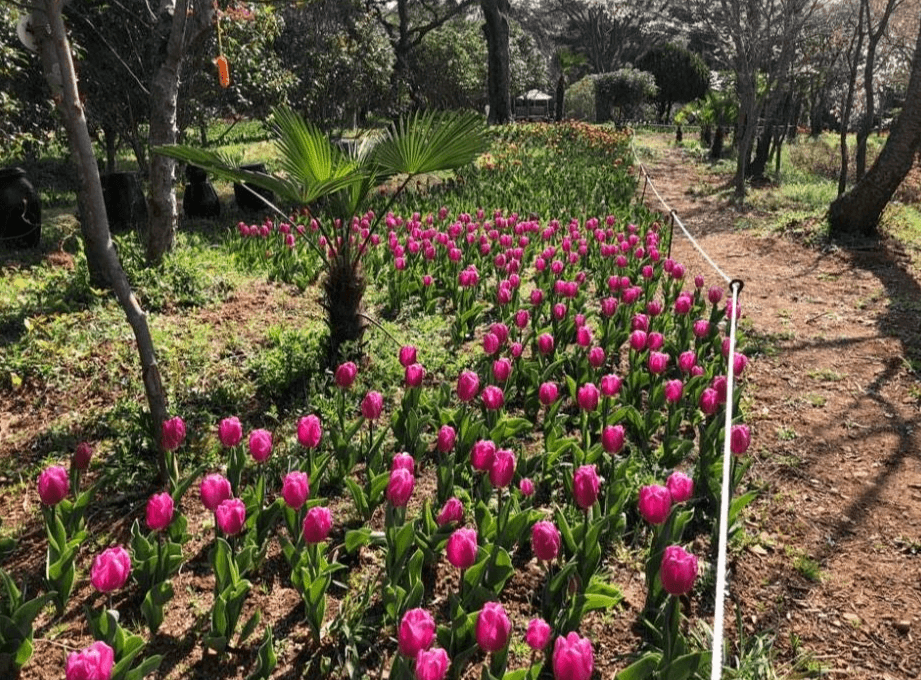 2025 하늘빛수목정원 튤립축제: 봄날의 로맨스를 담다!!
