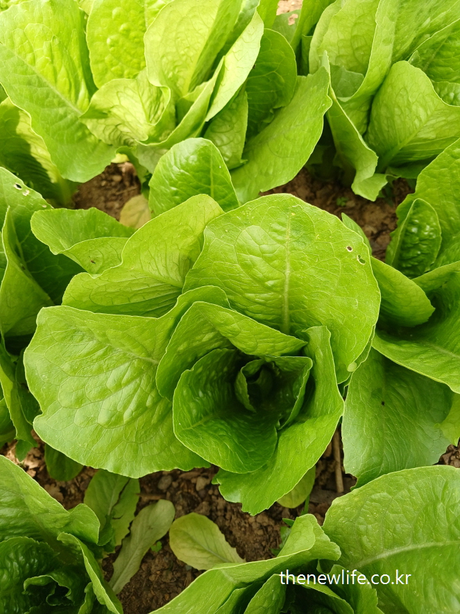 : A single head of romaine lettuce growing in soil.-밭에서 자라고 있는 로메인 상추 한 포기.