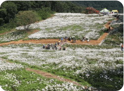 정읍 구절초꽃축제