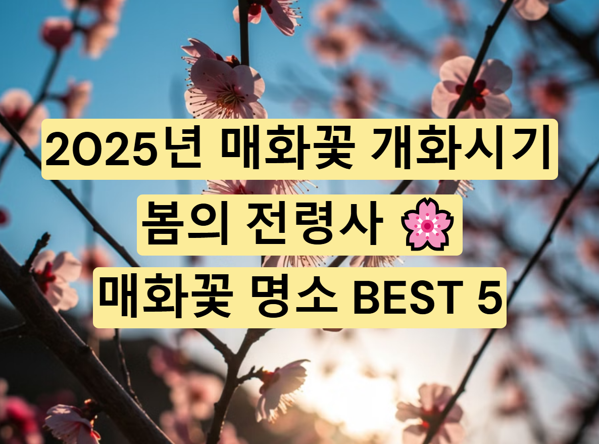 2025년 매화꽃 개화시기와 명소 총정리 🌸 올해 매화꽃은 언제 필까?