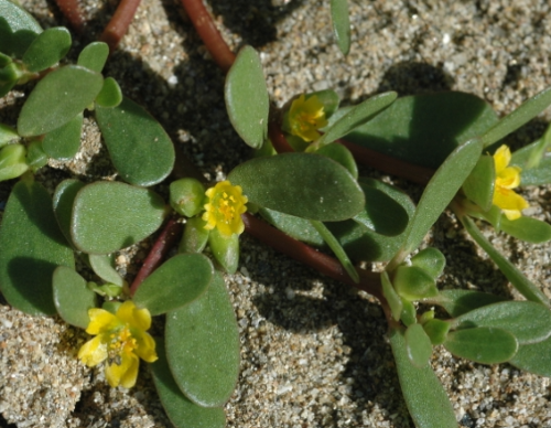 가을에 피는 꽃 쇠비름