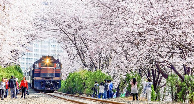진해군항제 벚꽃 사진