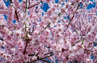 진해 군항제 벚꽃축제
