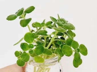 장미 재배 전정 시기 병해 예방 풍성한 개화_13