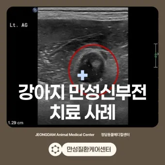 노령견 신부전2기 자연식 화식 레시피 건강식_5