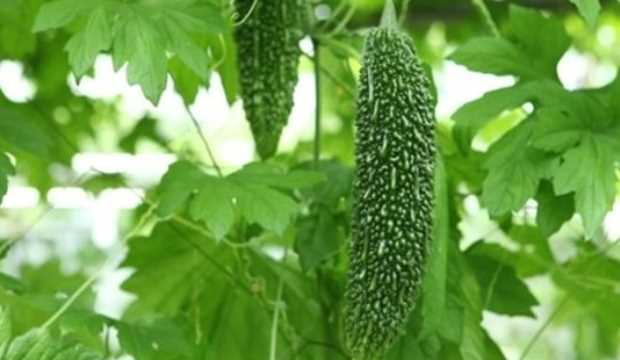 여주 효능 14가지