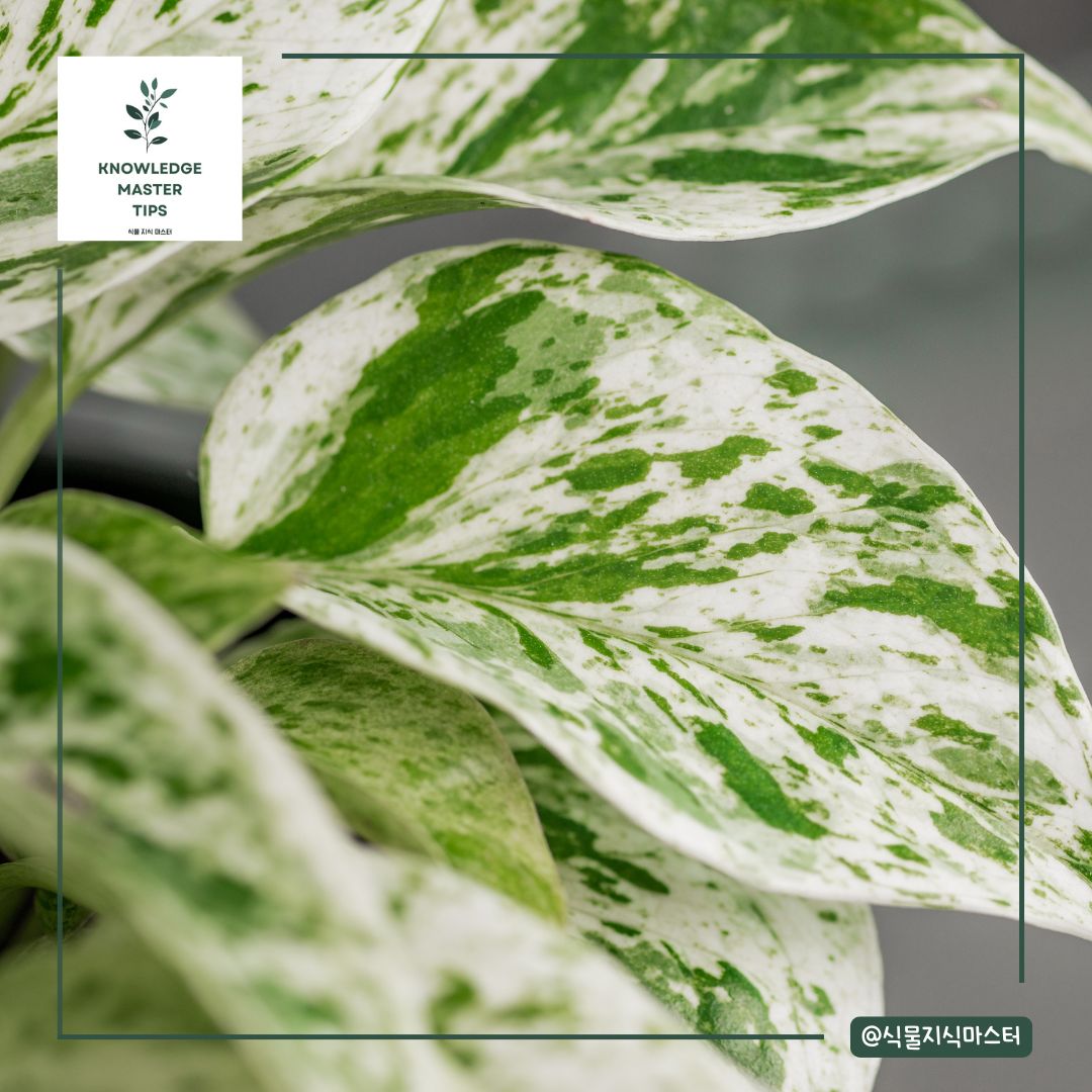 잎 무늬가 예쁜 식물 - 마블퀸 스킨답서스