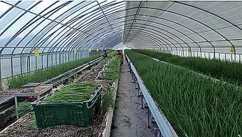 텃밭 부추 쪽파 재배 다년생 관리 수확주기 웃거름 월동_13