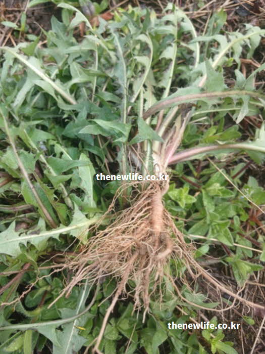 민들레 효능 영양 성분 뿌리 실사진
