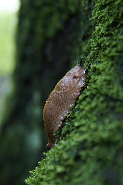 『장자』와 현대인의 탈성장 욕구 (무위자연, 느림, 비경쟁의 삶)