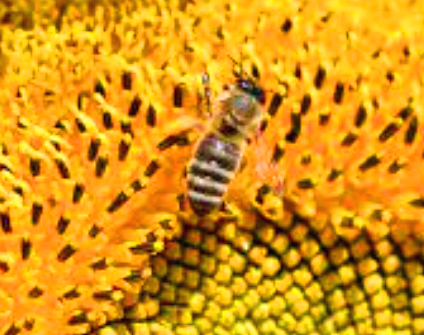 프로폴리스 효능