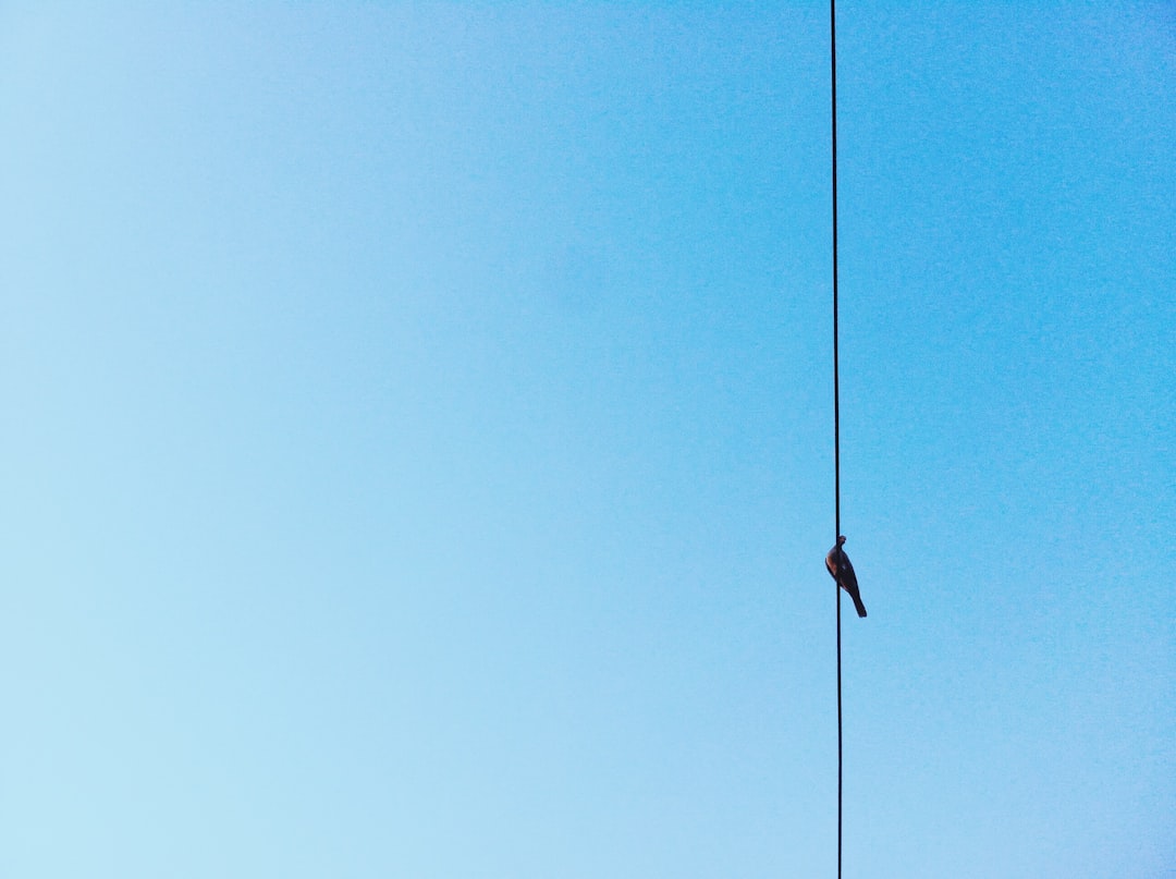 solitary