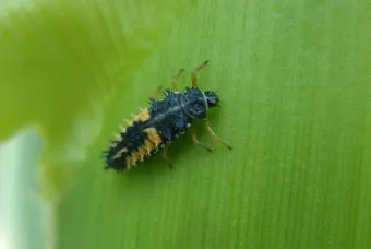 병해충 천적 활용 무당벌레 기생벌 끈끈이트랩 친환경 방제_25