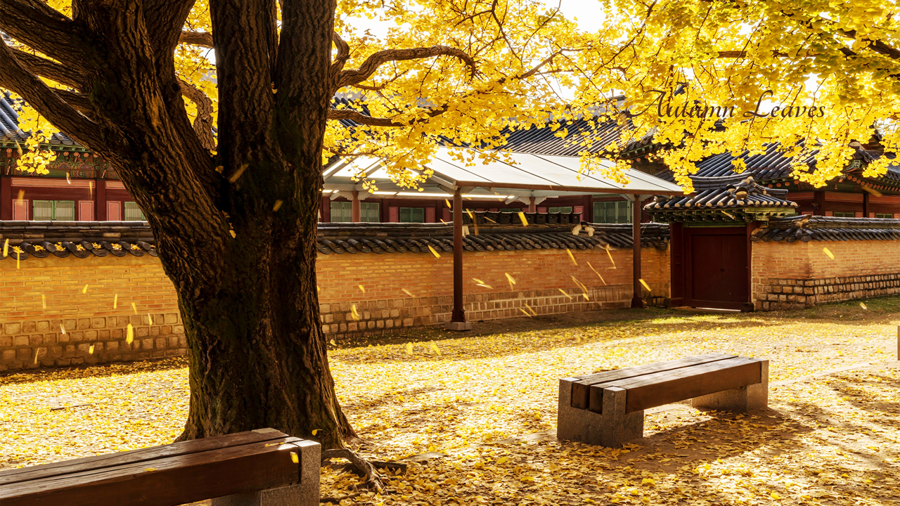 04 바람에 떨어지는 나뭇잎 C - Autumn Leaves 단풍배경화면