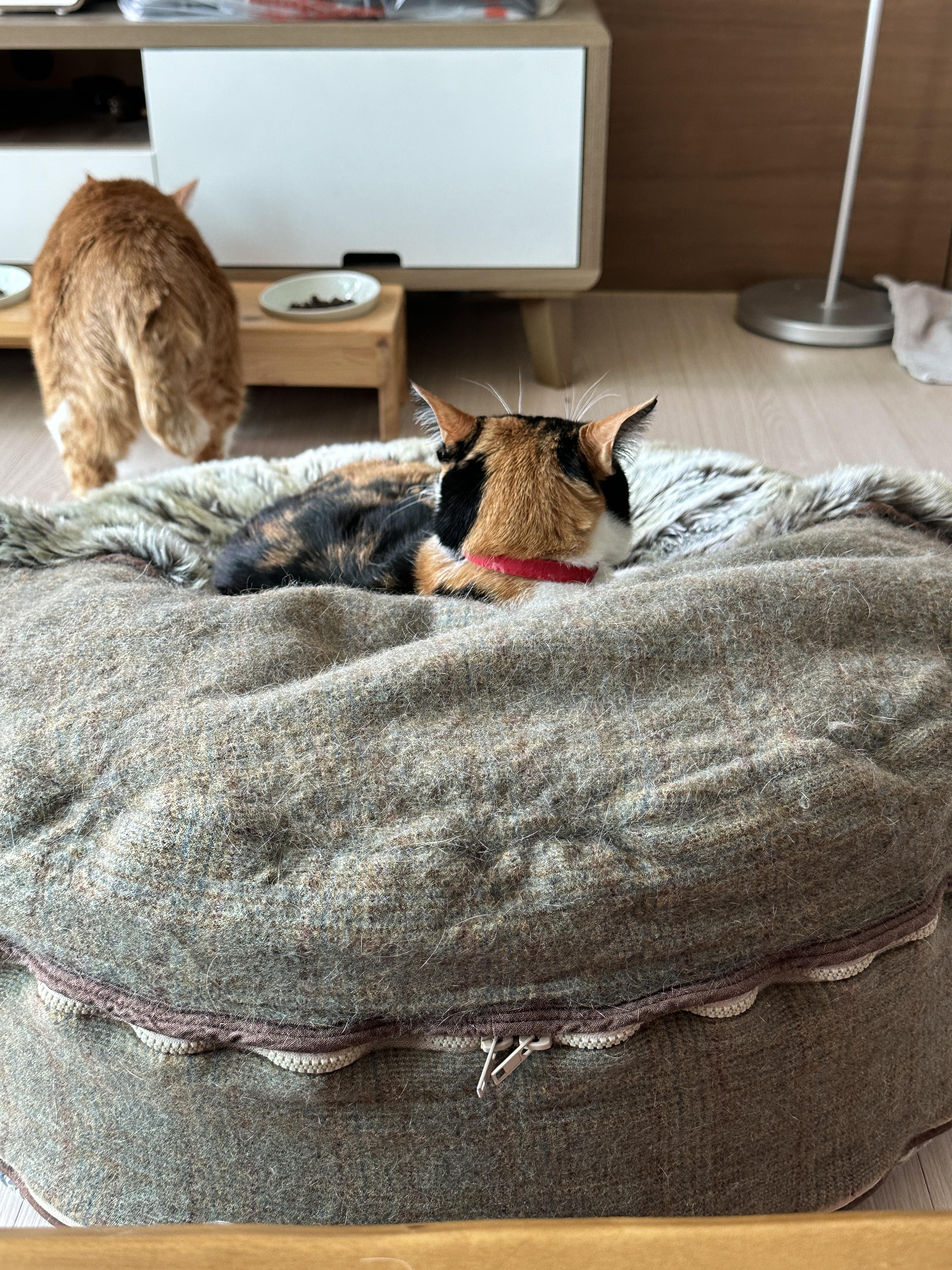 호야와 다다 커플의 터래기방석 사랑 (feat. 다다의 꾹꾹이!)