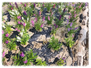 고석정 꽃밭축제