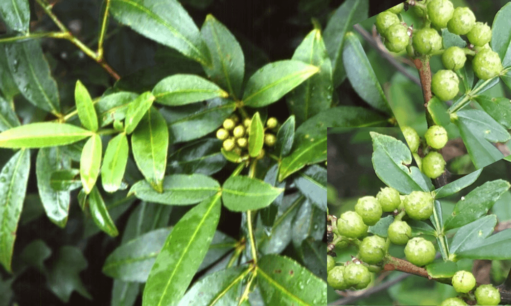 관절염에 좋은약초, 개산초