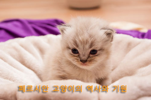 페르시안 고양이의 역사와 기원