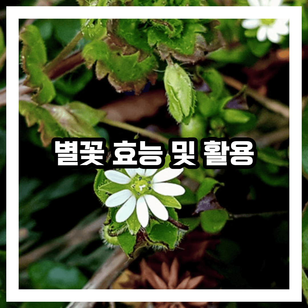 별꽃 사진