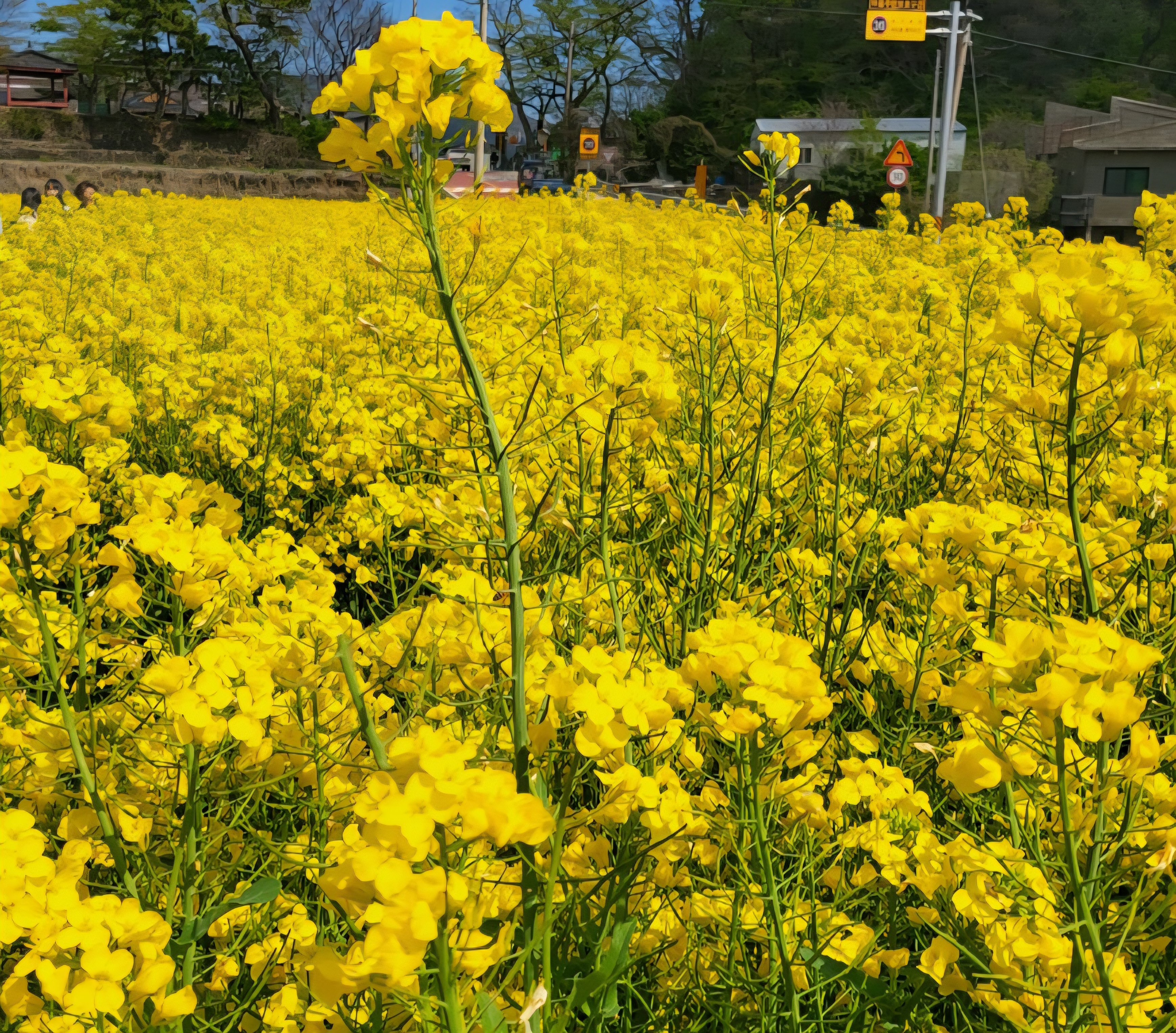 파란 하늘과 어우러진 유채꽃밭