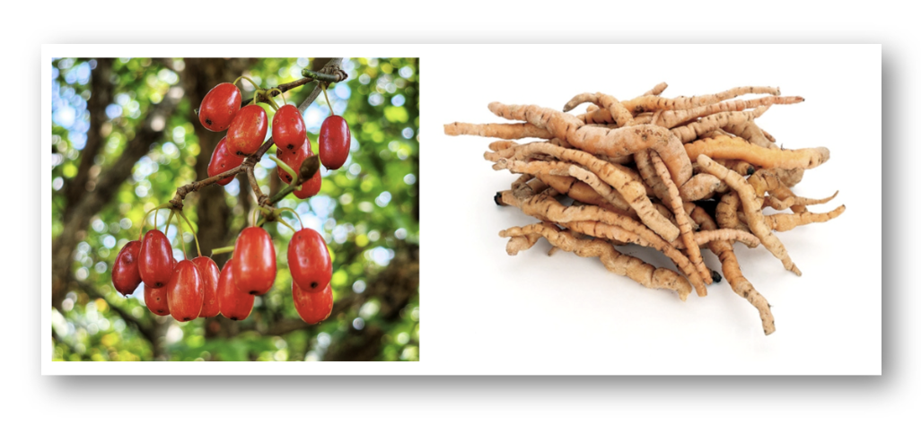 침향환 효능, 왜 간수치 고혈압에 효과적일까?