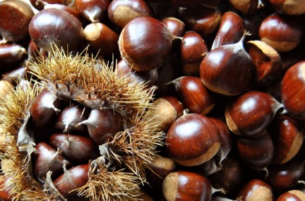 밤 효능과 영양성분, 보관법(냉장/냉동) 건강에 좋은 이유