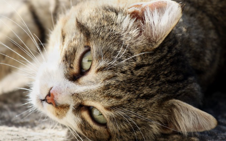 누워 있는 고양이.