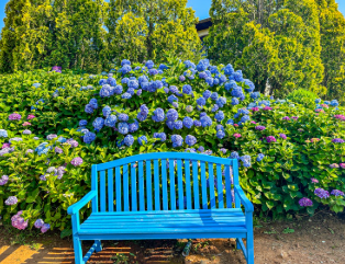 충청권 수국 명소 추천 7곳, 지금 안 가면 손해! 여름 꽃 여행지