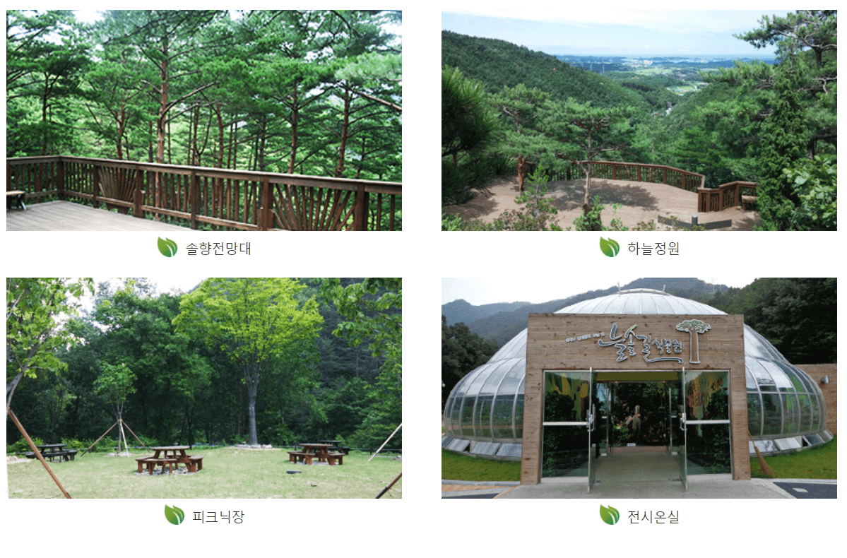 강릉솔향수목원 야간개장 입장료&#44; 주차장&#44; 근처 맛집&#44; 숙소&#44; 주변 관광지