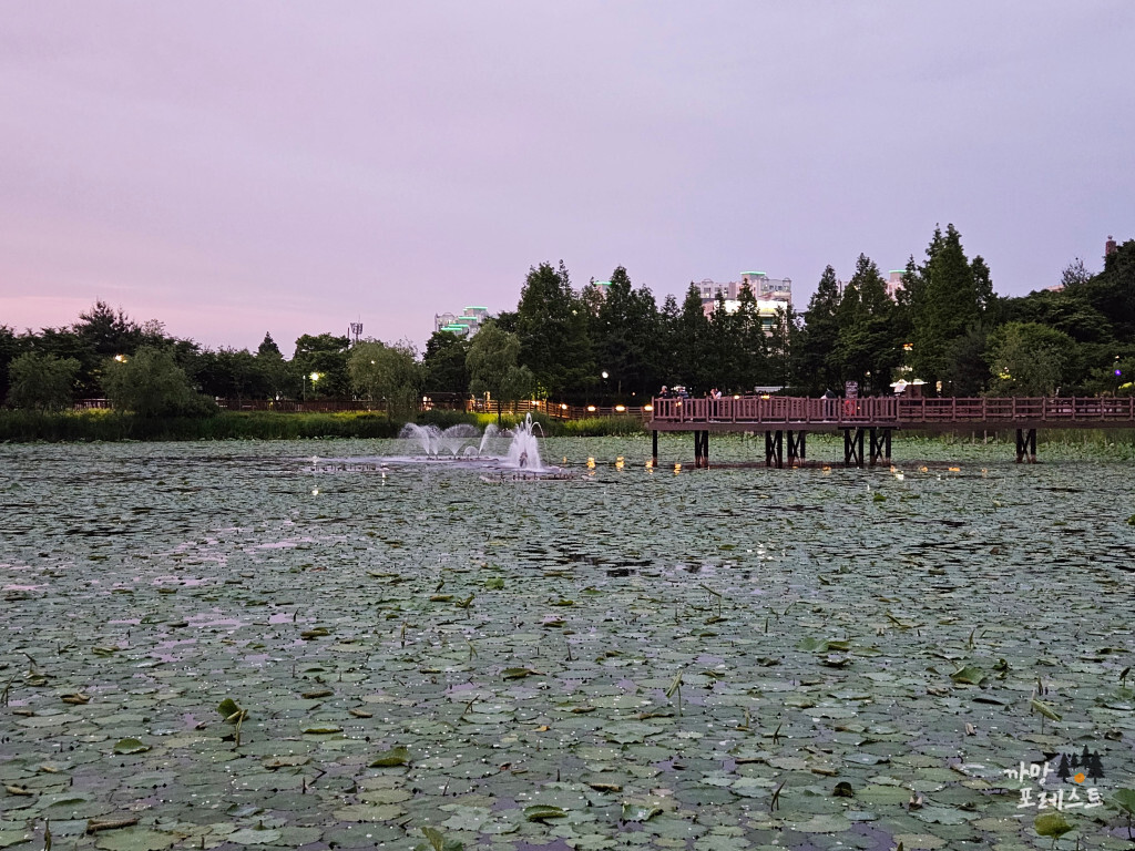 봉담 호수공원 연잎