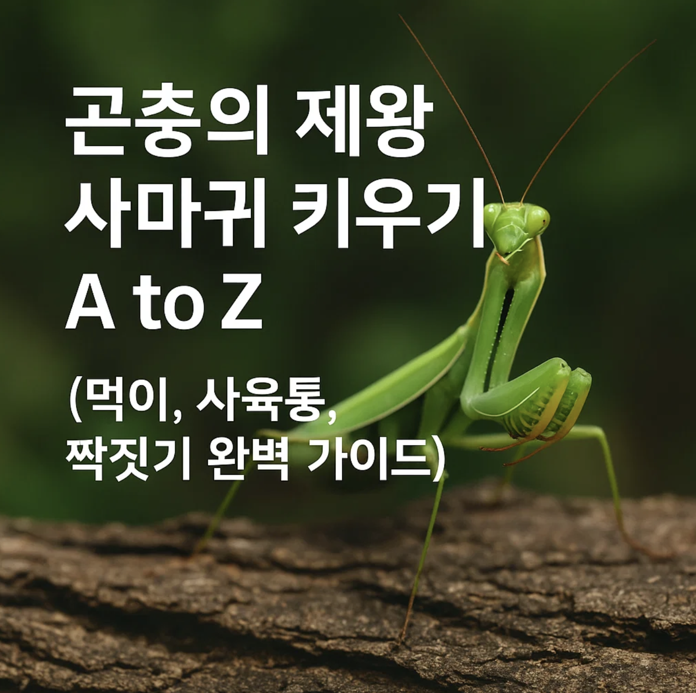곤충의 제왕 사마귀 키우기 A to Z (먹이, 사육통, 짝짓기 완벽 가이드)
