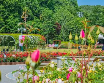 울산대공원 장미축제_7