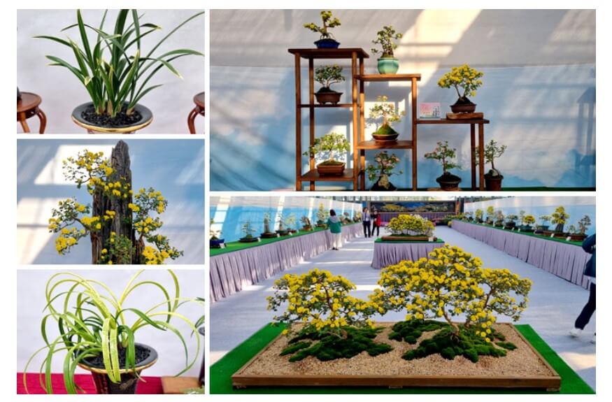 국화분재, 춘란전시관