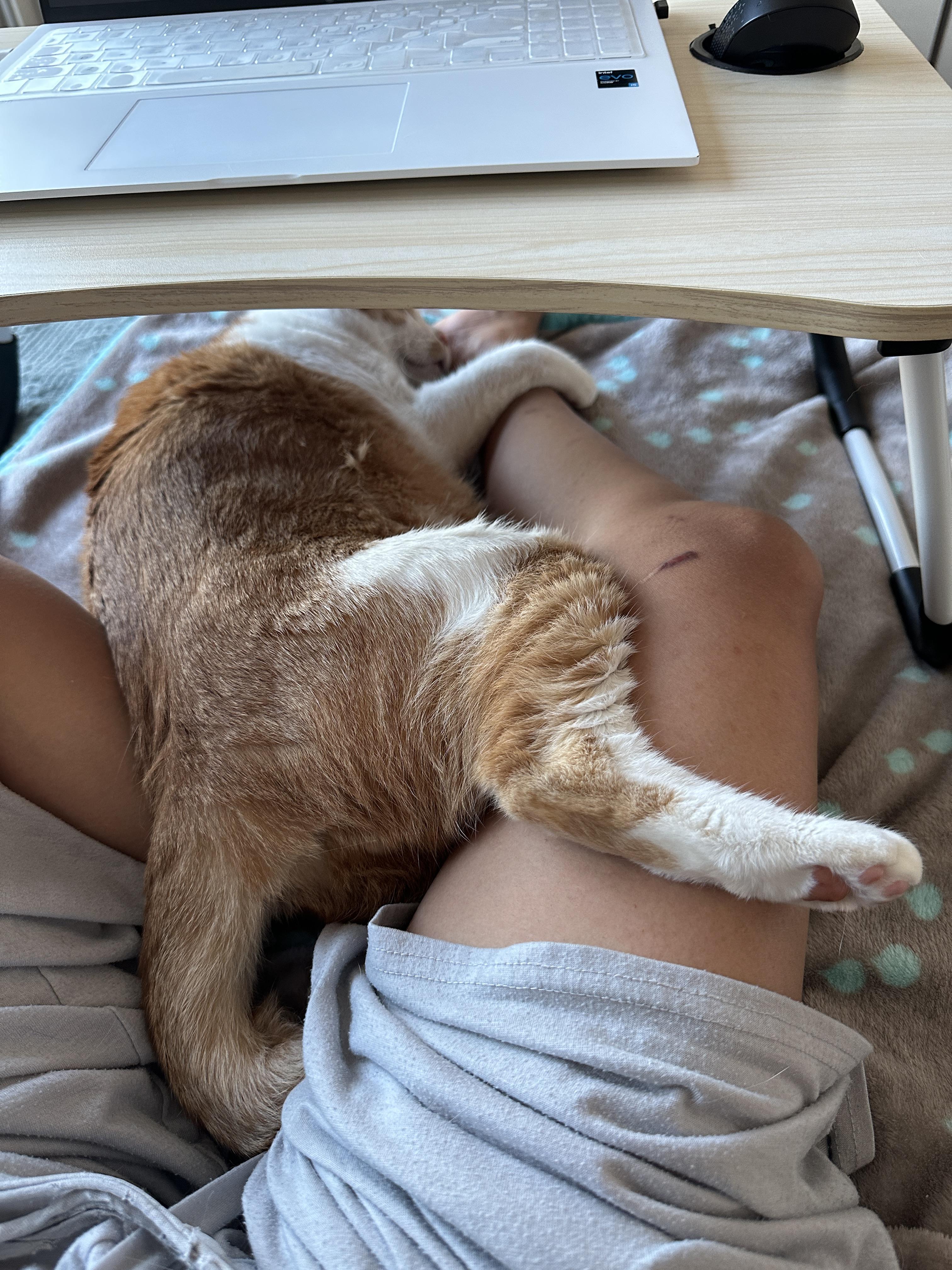 집사_다리에_발_걸치고_자는_고양이