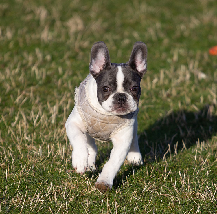 프렌치 불독(French Bulldog)