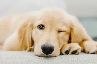 골든 리트리버 분양 가격 성격 장단점_8