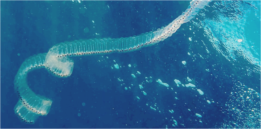 바다살프-젤리-생물2