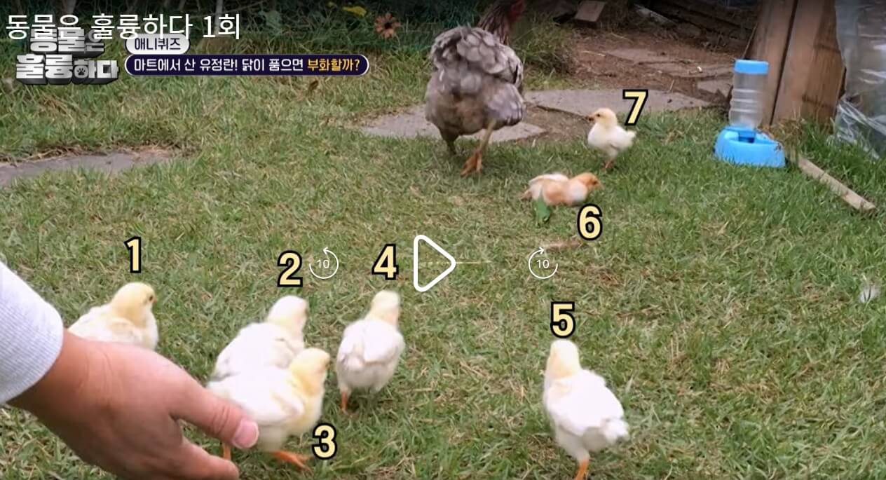 동물은-훌륭하다-동훌륭-1회