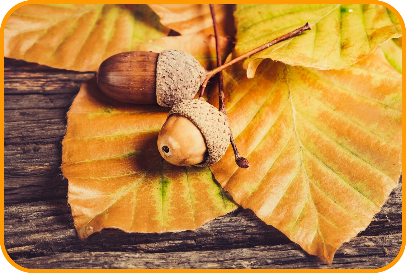 도토리와 나뭇잎