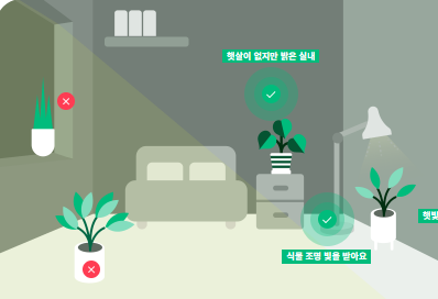 군자란 관리법 알아보기