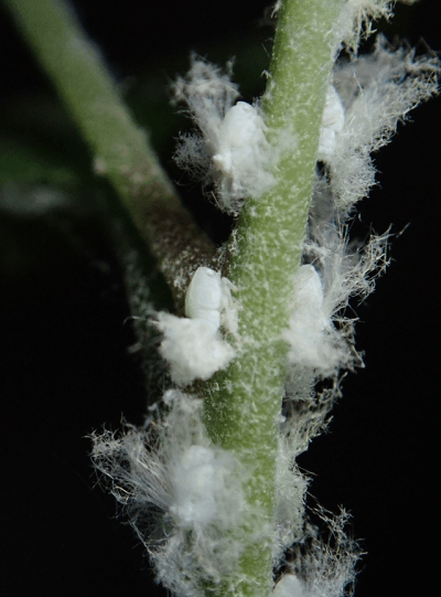 갈색날개매미충