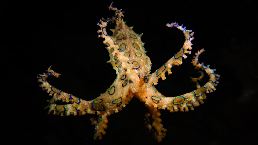 Octopus.