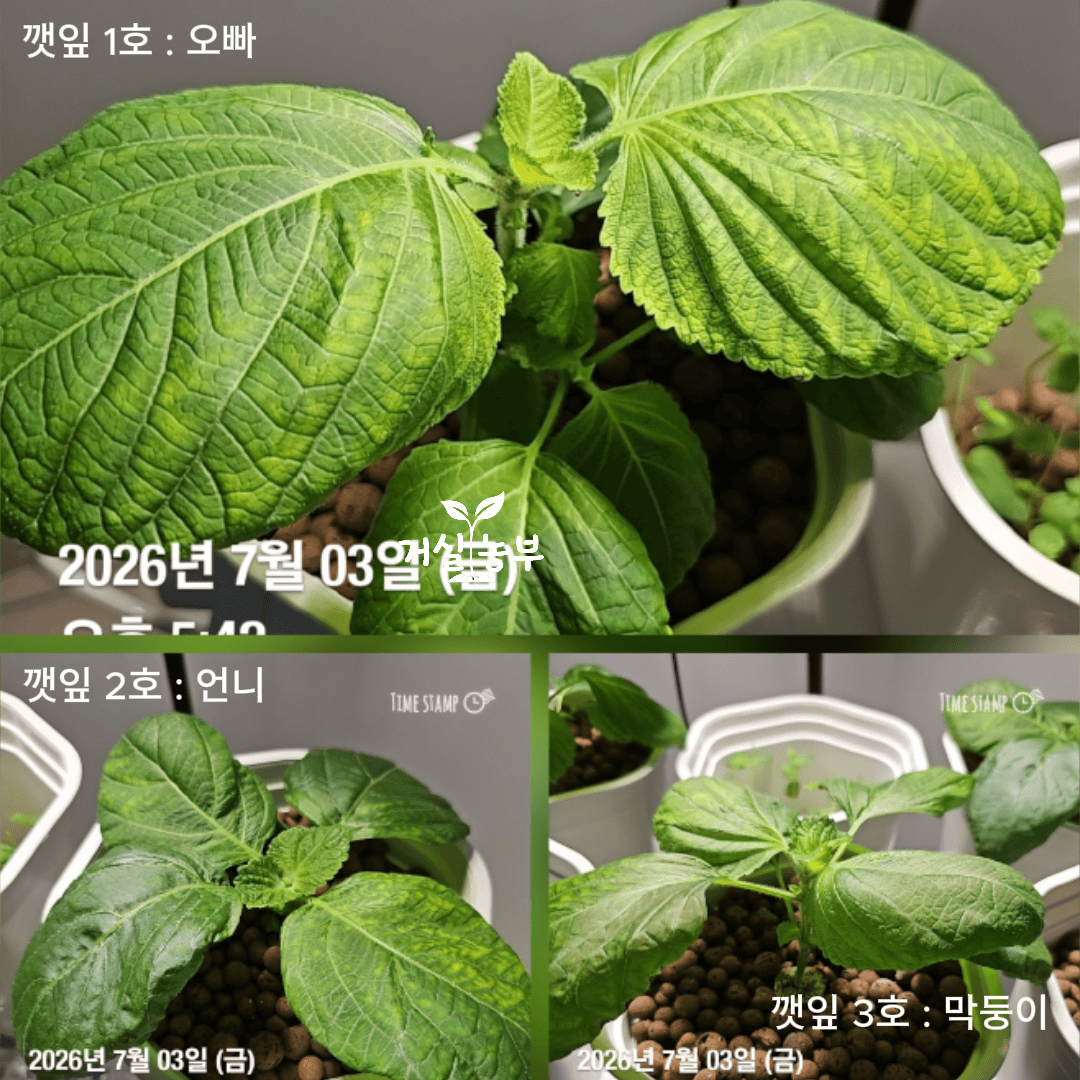 세 번째 수확 전 하이드로볼 수경재배로 키운 깻잎 1호 2호 3호