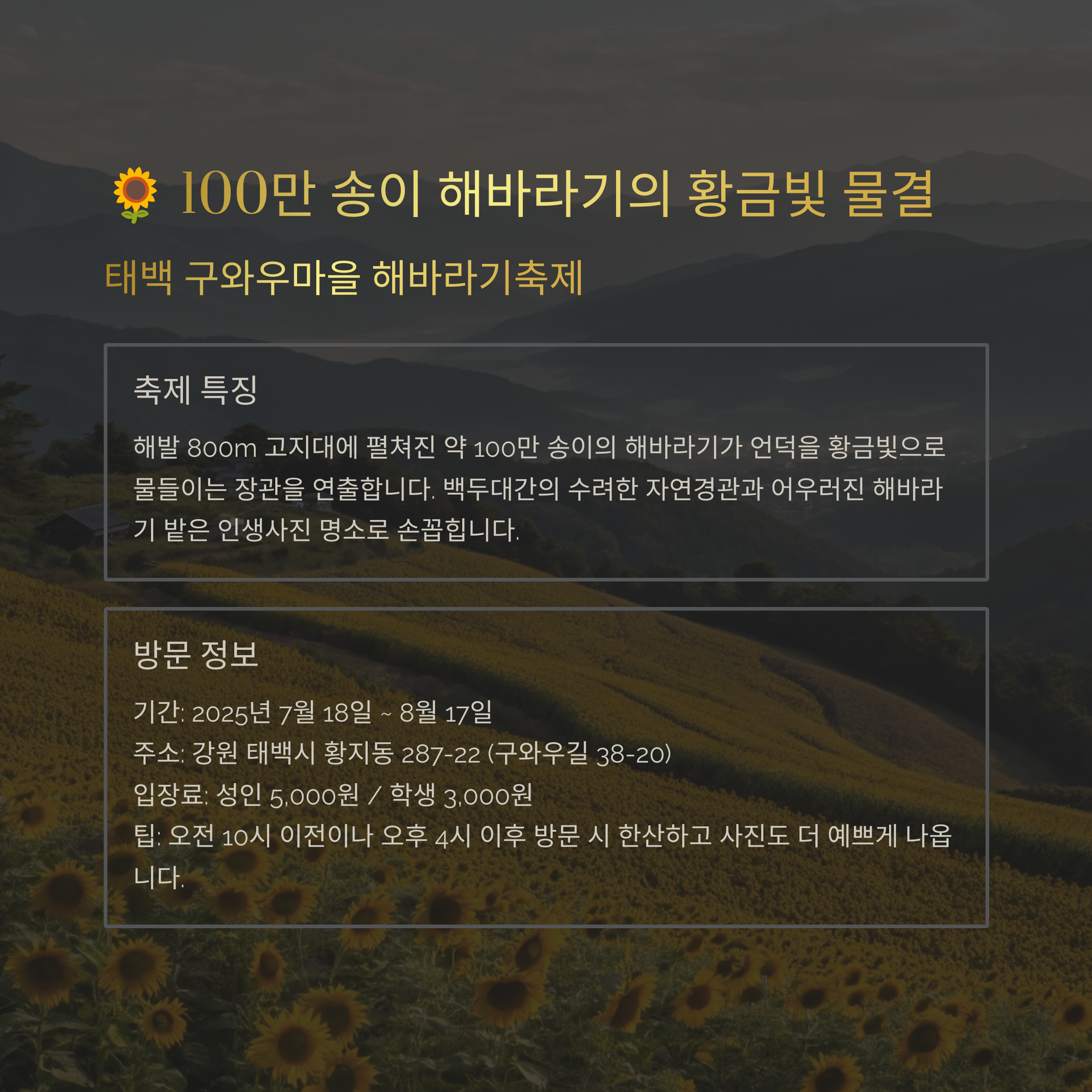 100만송이 해바라기의 황금빛 물결 태백 구와우마을 해바라기축제